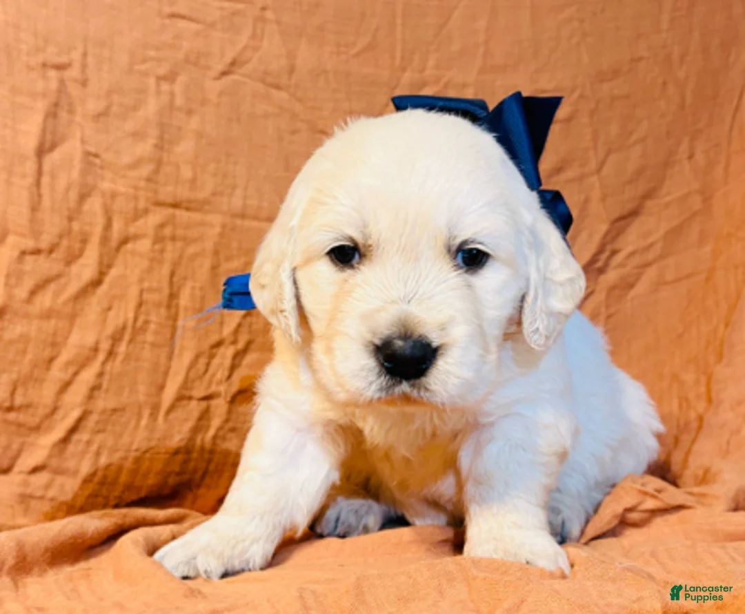Golden Retriever dogs for sale: Blue Boy - Ad 1