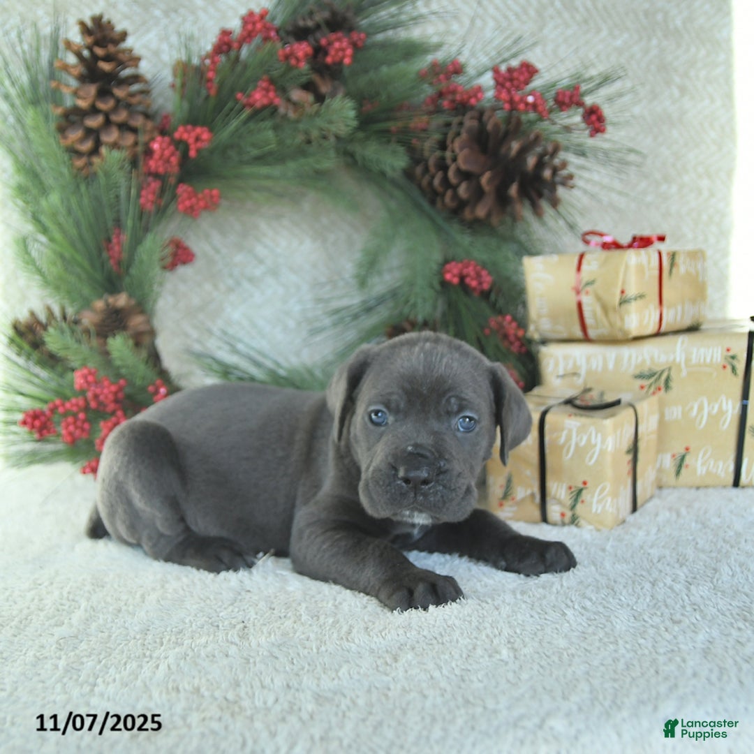 Cane Corso dogs for sale: Zane - Ad 11