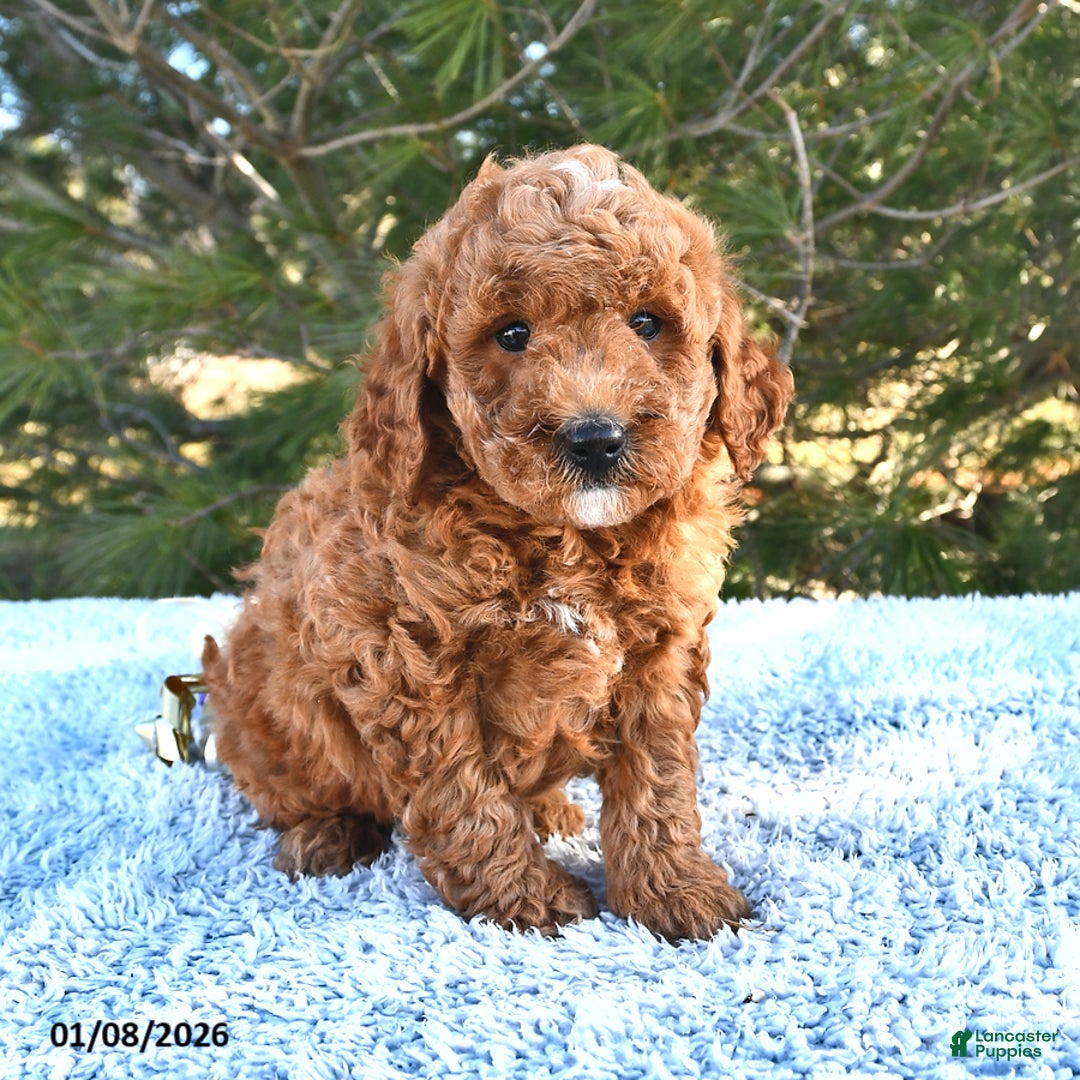 Mini Goldendoodle dogs for sale: Forest - Ad 3