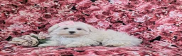 Maltese dogs for sale: Josalyn 7 lbs Full Grown - Ad 4