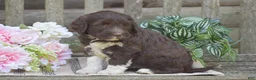 Portuguese Water Dog dogs for sale: Maggie - Ad 16