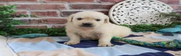 Golden Retriever dogs for sale: Turbo - Ad 4