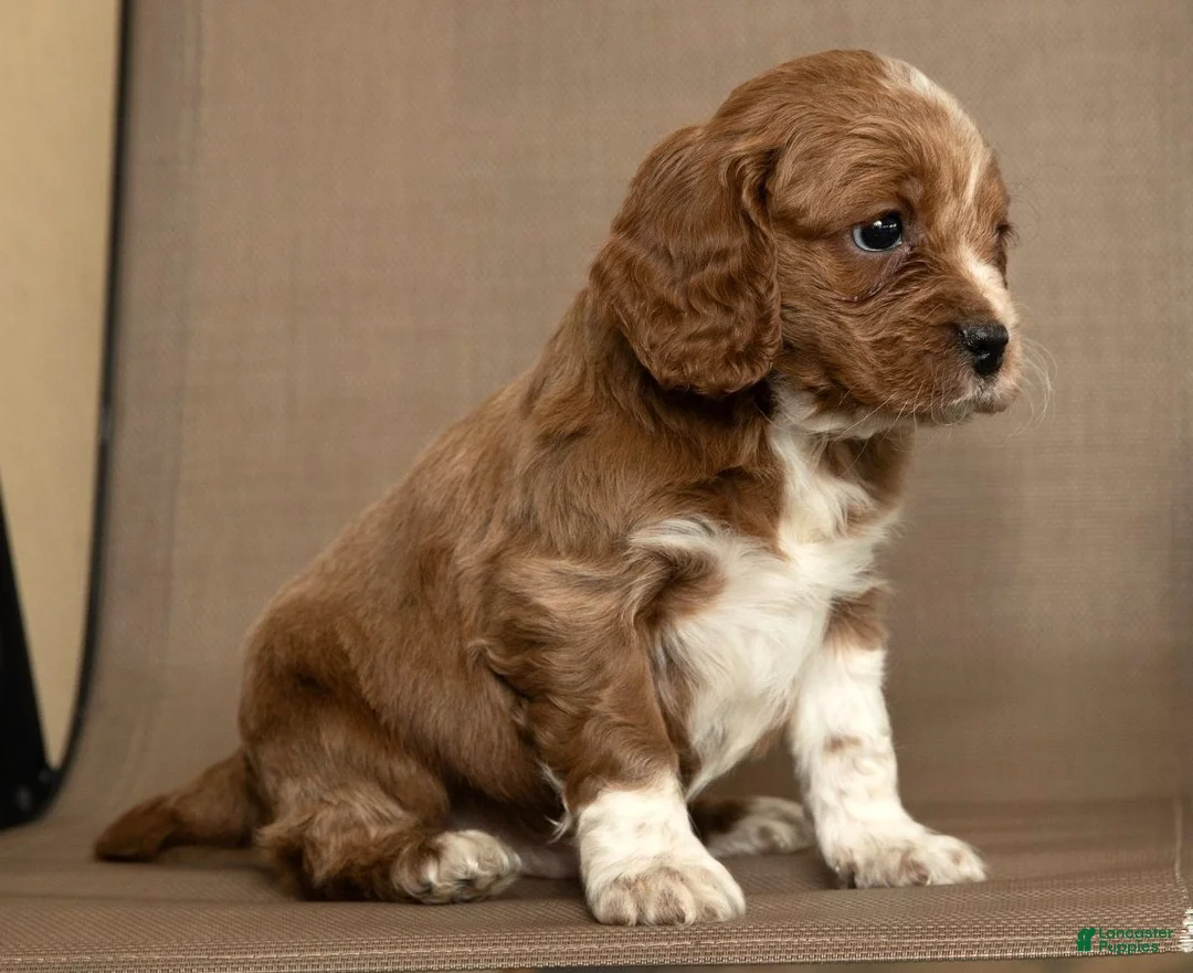 Cavapoo dogs for sale: Maverick - Ad 6