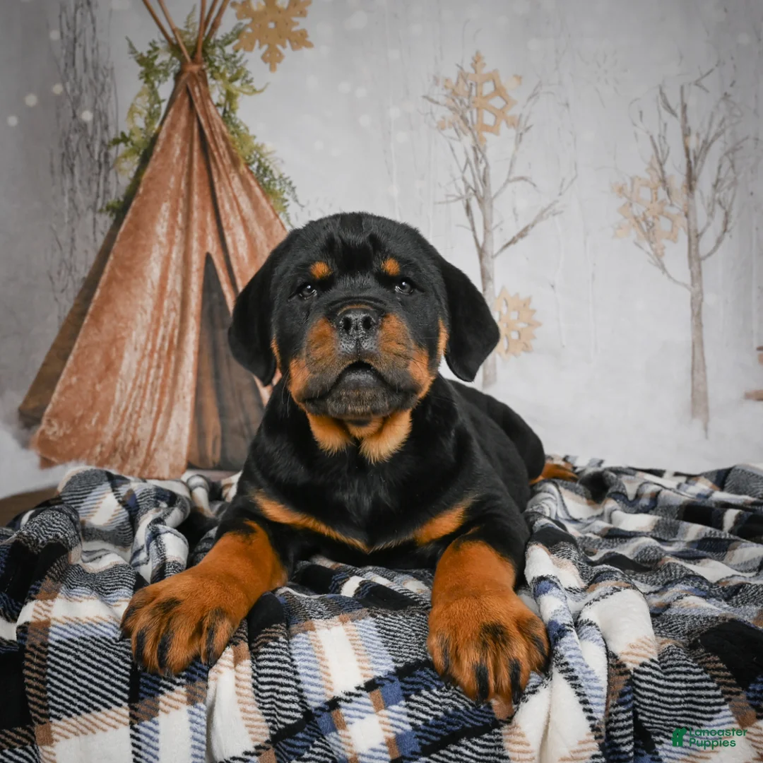 Rottweiler dogs for sale: Tara/ Mocha – Santos Ad-Dirah - Ad 6