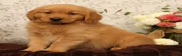 Golden Retriever dogs for sale: Hudson - Ad 15