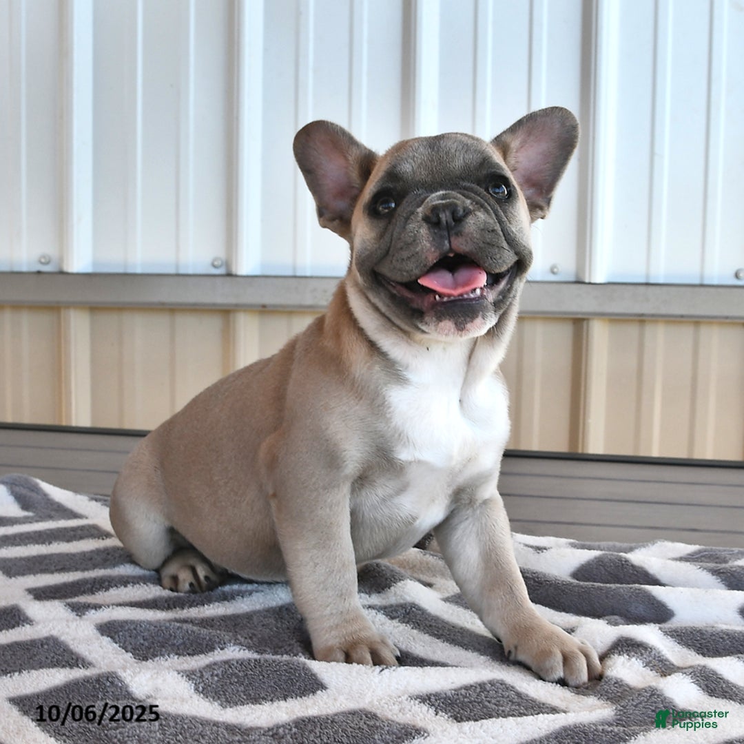 French Bulldog dogs for sale: Tia - Ad 6