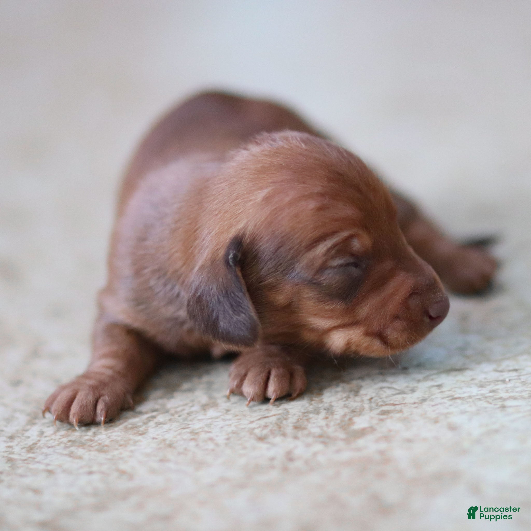 Miniature Dachshund dogs Meredith - Ad 4