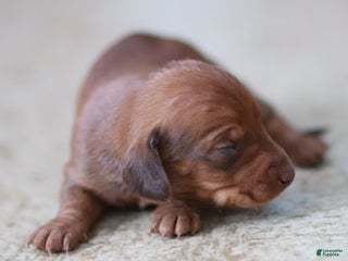 Miniature Dachshund dogs Meredith - Ad 4