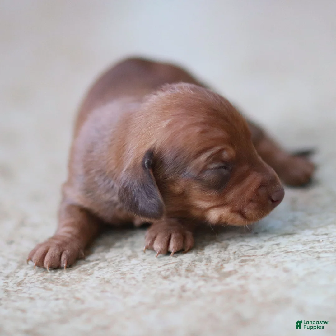 Miniature Dachshund dogs for sale: Meredith - Ad 7