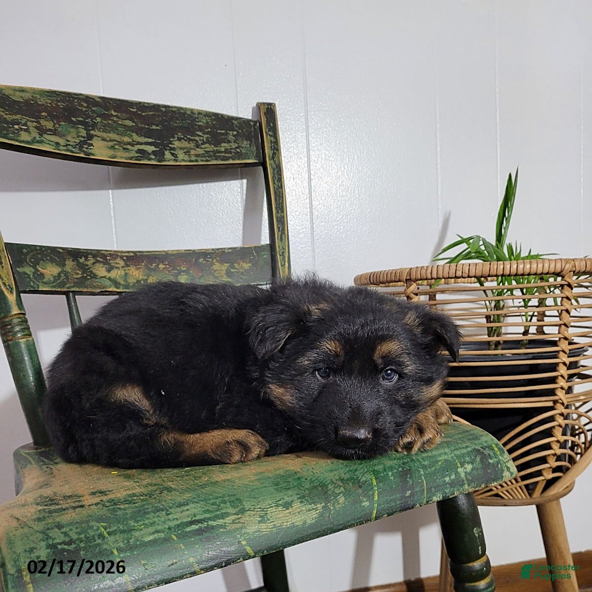 German Shepherd dogs King - Ad 2