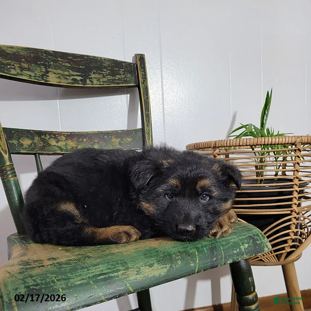 German Shepherd dogs for sale: King - Ad 2