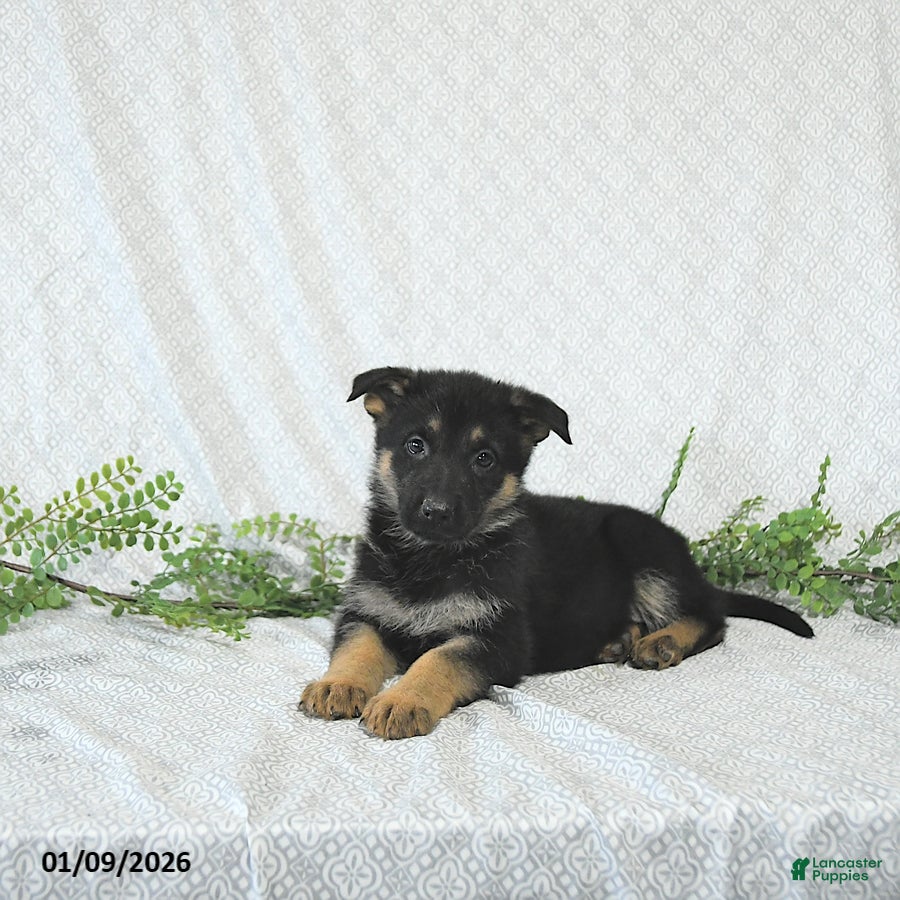 German Shepherd dogs Lady - Ad 30