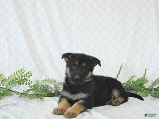 German Shepherd dogs Lady - Ad 30