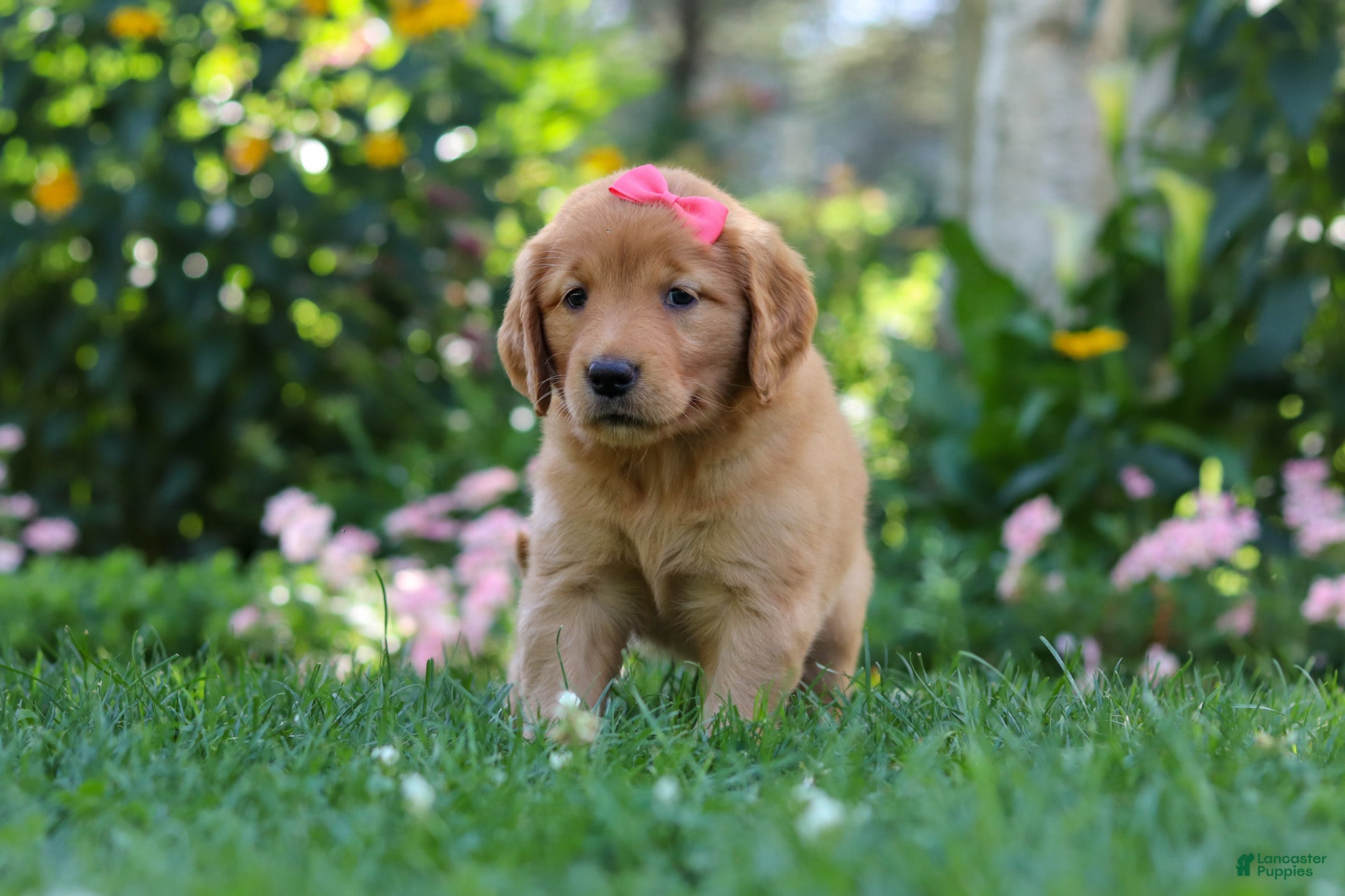 Golden Retriever dogs Sage - Ad 2