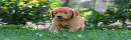 Golden Retriever dogs for sale: Sage - Ad 2