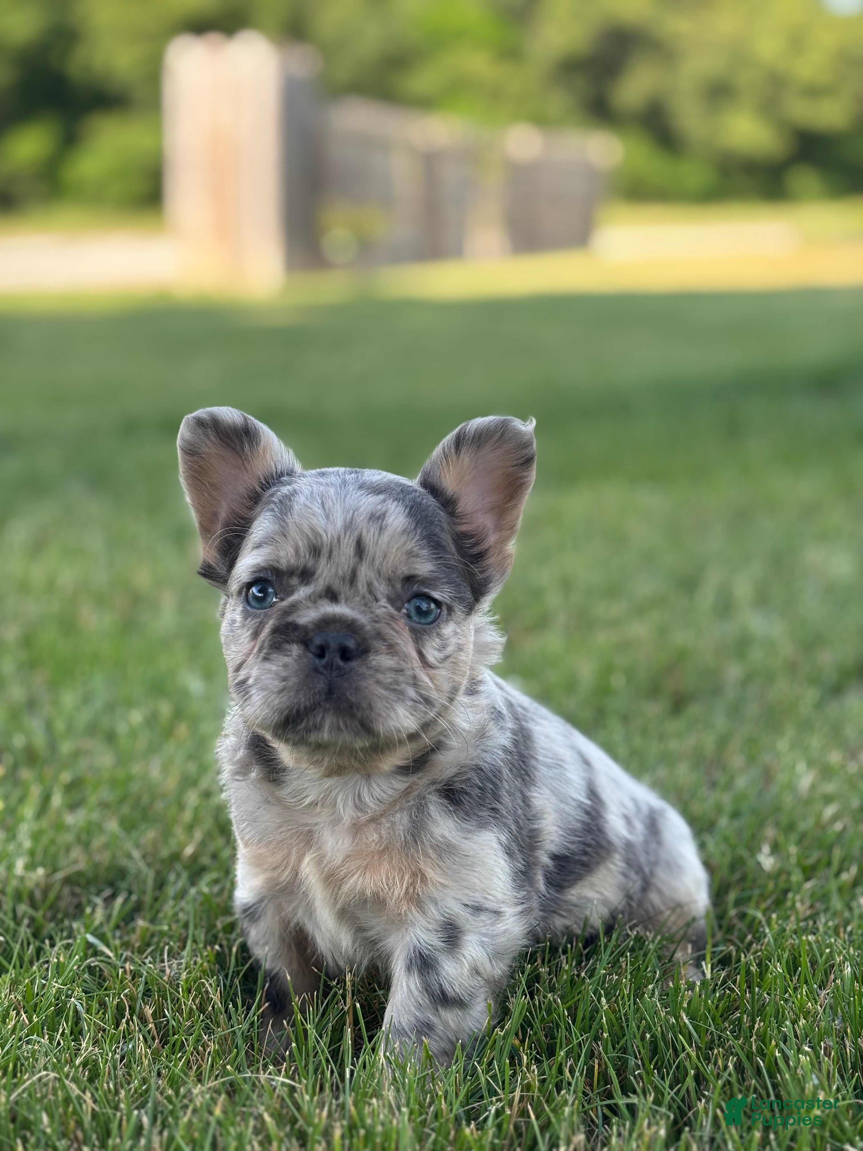 French Bulldog dogs Hazel Fluffy - Ad 1
