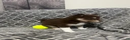 Pomsky dogs for sale: Alvin  - Ad 3