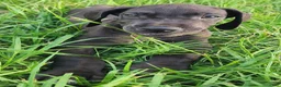 Great Dane dogs for sale: Max - Ad 7