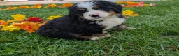 Bernese Mountain Dog dogs for sale: Bear the Cream boy. - Ad 3