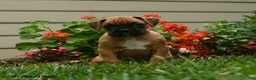 Boxer dogs for sale: Curry - Ad 4