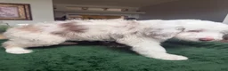 Aussiedoodle dogs for sale: Aussiedoodle 1 - Ad 6
