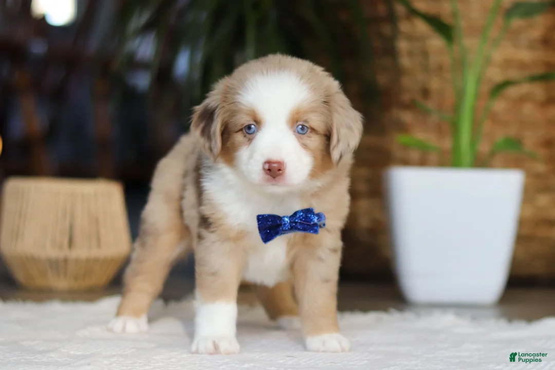 Australian Shepherd dogs for sale: Tango - Ad 4