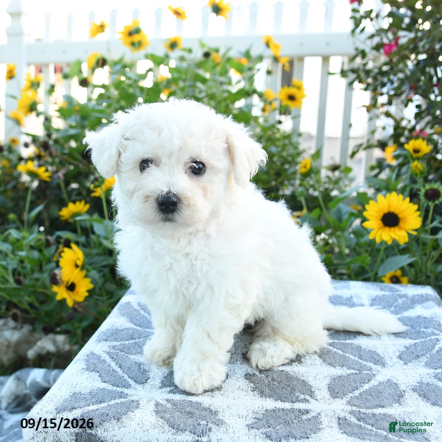 Bichon Frise dogs Clementine - Ad 1