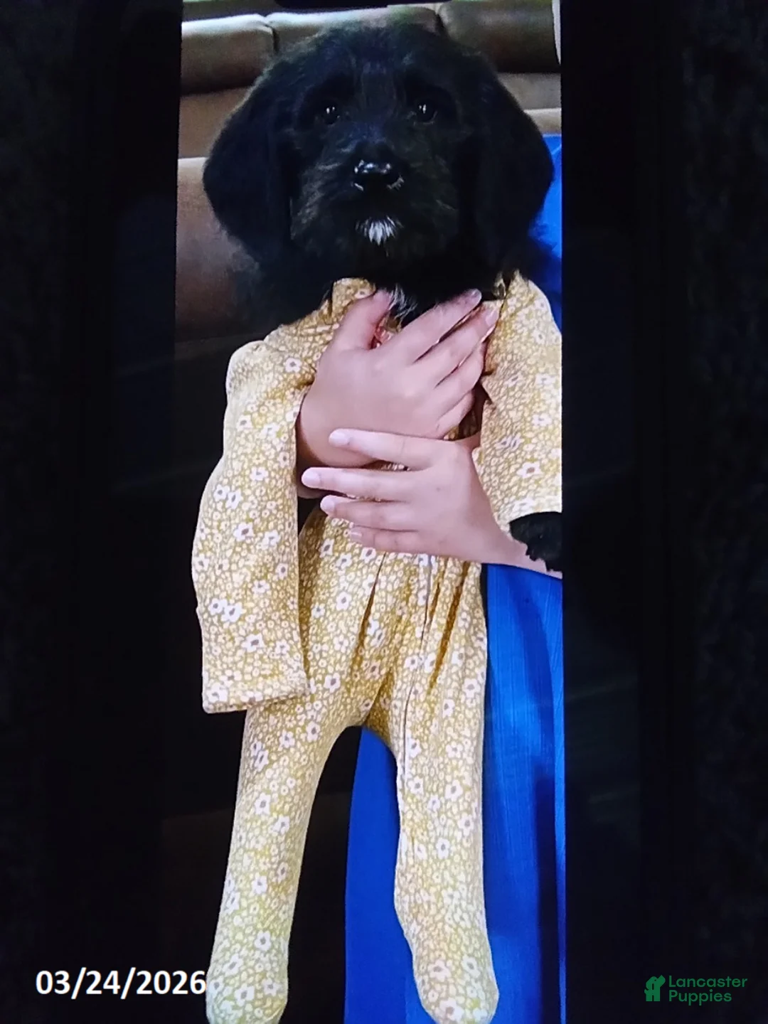 Labradoodle dogs for sale: Milo - Ad 2