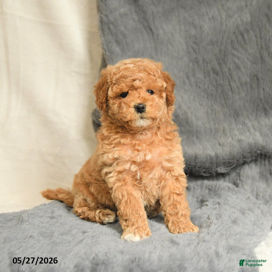Maltipoo dogs Sandy - Ad 2