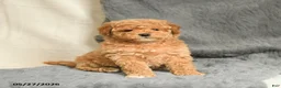 Maltipoo dogs for sale: Sandy - Ad 2