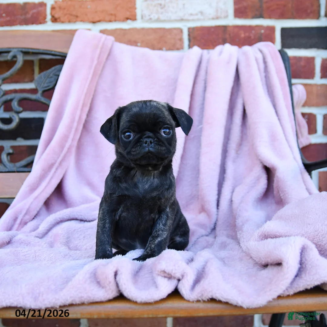 Pug dogs for sale: Tinzy - Ad 3