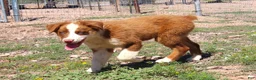 Australian Shepherd dogs for sale: Red tri male with blue eyes - Ad 3