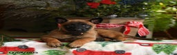 Belgian Malinois dogs for sale: Apple - Ad 3