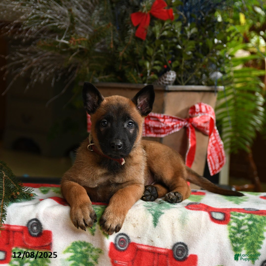 Belgian Malinois dogs for sale: Apple - Ad 3