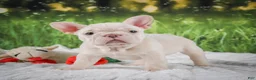 French Bulldog dogs for sale: Lucy - Ad 6