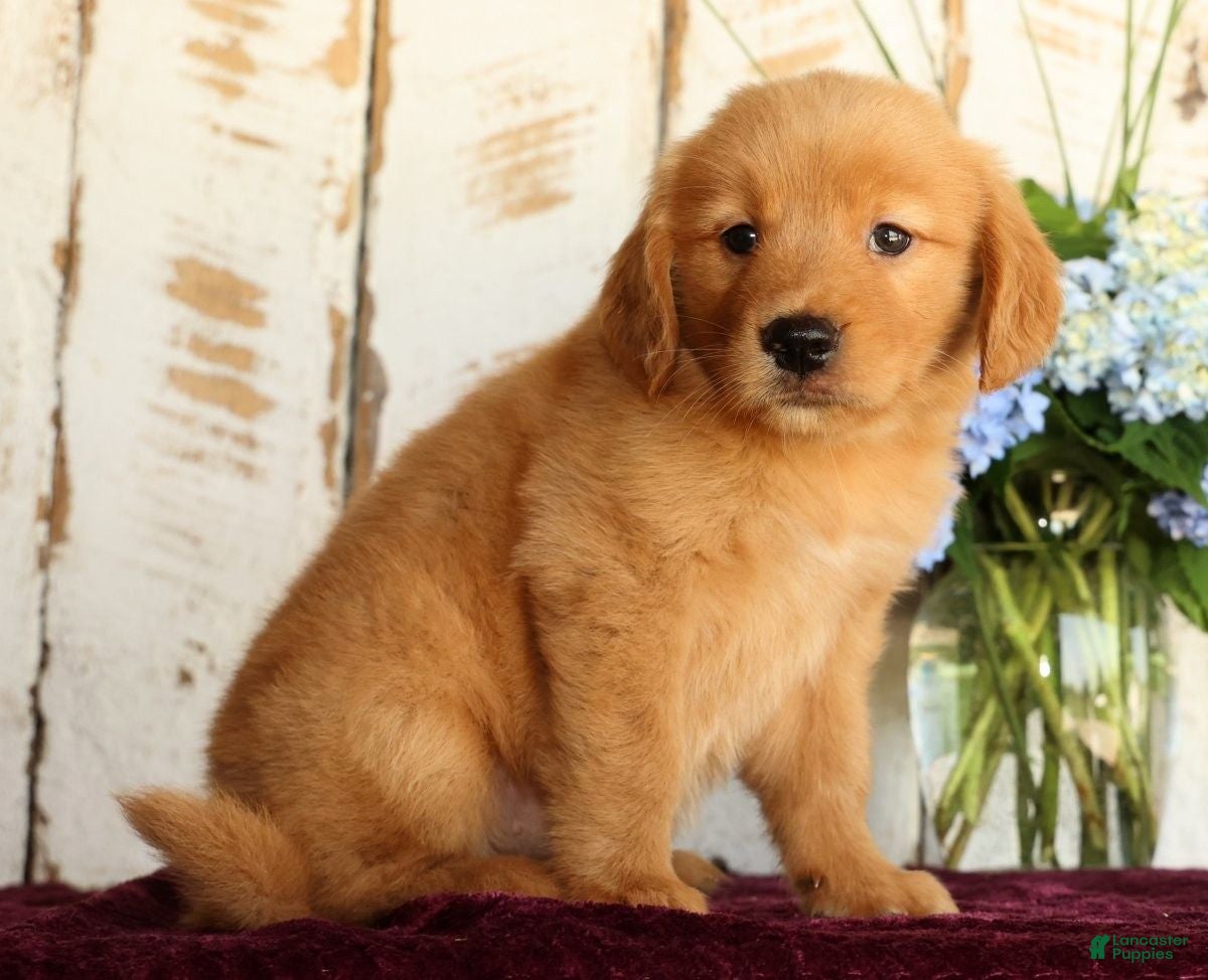 Golden Retriever dogs Shasta - Ad 2