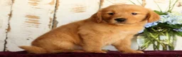 Golden Retriever dogs for sale: Shasta - Ad 2
