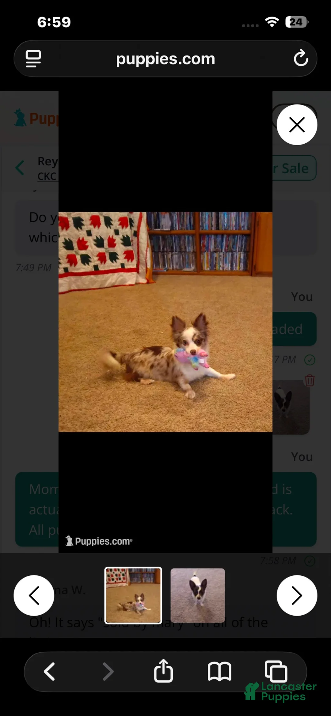 Chihuahua dogs for sale: Chihuahua 1 - Ad 2