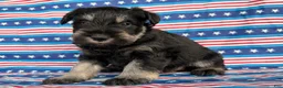 Miniature Schnauzer dogs for sale: Kayla Miniature Schnauzer  - Ad 2