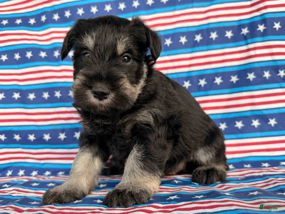 Miniature Schnauzer dogs for sale: Kayla Miniature Schnauzer  - Ad 2