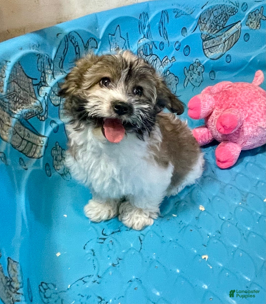 Coton De Tulear dogs for sale: Sandy - Ad 1
