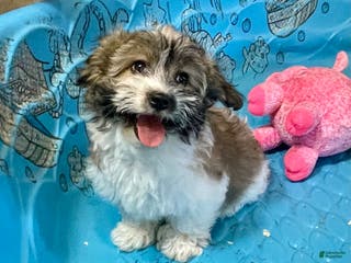 Coton De Tulear dogs Sandy - Ad 23