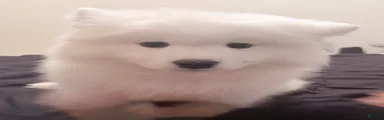 Samoyed Puppy 2