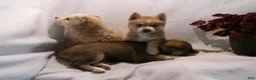 Pomsky dogs for sale: Buster - Ad 6