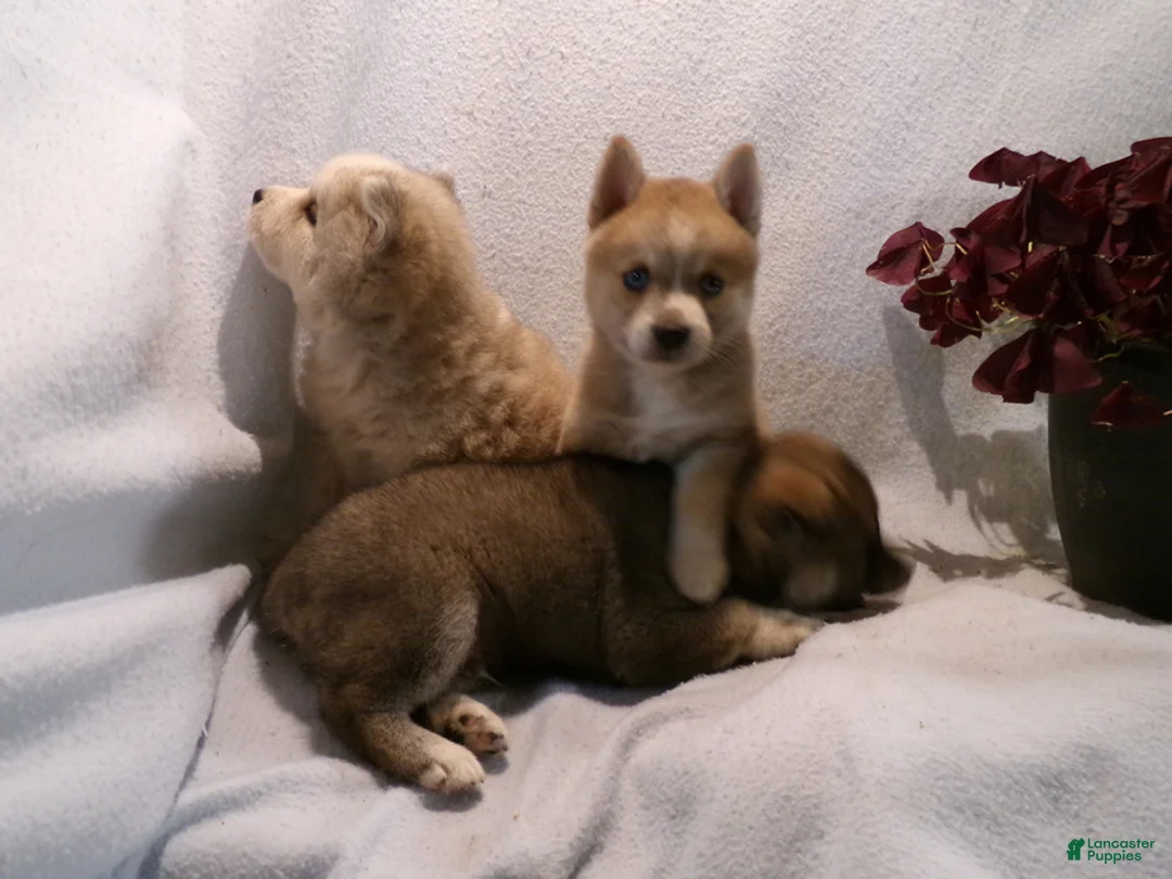 Pomsky dogs for sale: Buster - Ad 6