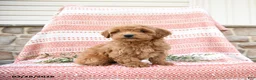 Cockapoo dogs for sale: Bart - Ad 1