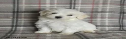 Maltese dogs for sale: Polly - Ad 4