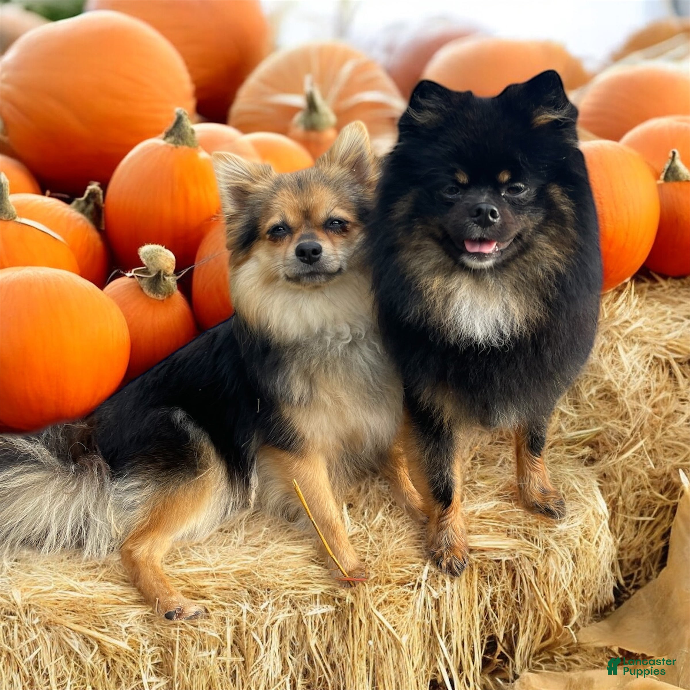 Destinationdalmatianllc.com