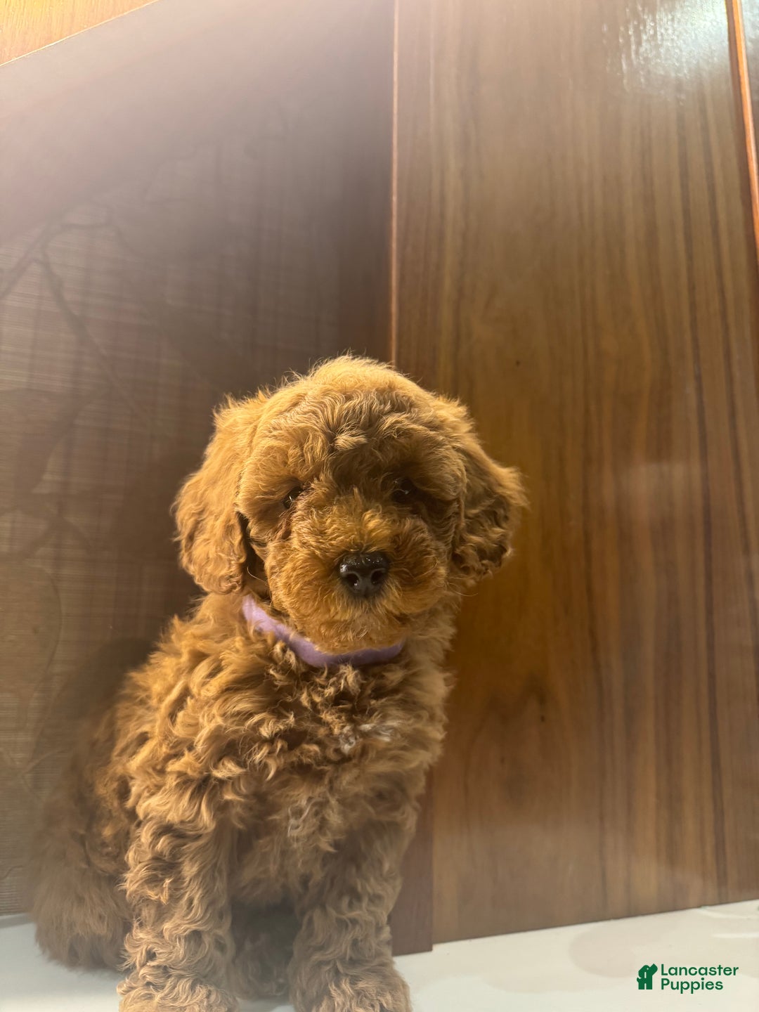 Toy Poodle dogs for sale: Coffee - Ad 1