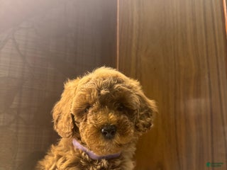 Toy Poodle dogs Coffee - Ad 41